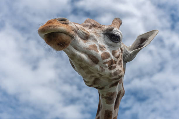 istock Northern giraffe, Giraffa camelopardalis, three-horned giraffe, the animal with the longest eyelashes against the blue sky. Unusual perspective view from below 1155729294