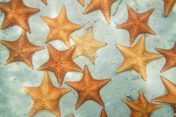 istock Above many sea stars underwater on a sandy seabed 1155729956