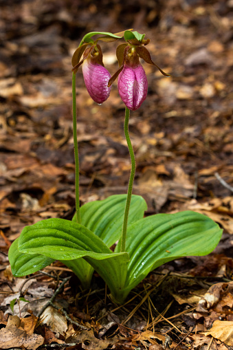 Pink Lady Slippers growing along the forest floor at Roan Mountain State Park in Tennessee.