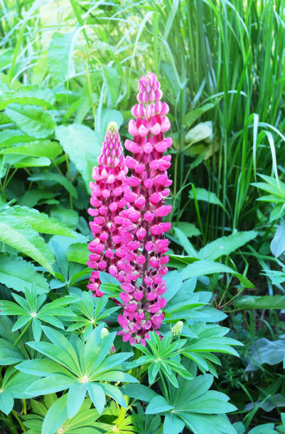 istock Pink lupins lupins 1155730975