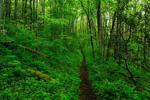 A small riverside trail at Roan Mountain State Park leads into the forest.