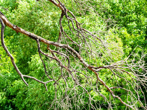 istock dried tree branch over green lush foliage 1155731322