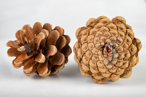 Black pine cone - Pinus nigra Arn. Cones that fell to the ground from a tree on a white table. Light background.