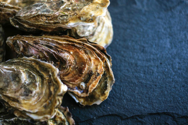 istock Fresh closed oysters on black background with copy place on the right top view 1155732633