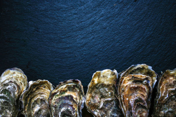 Fresh closed oysters on black background with copy place on the top