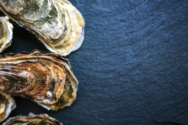istock Fresh closed oysters on black background with copy place on the right top view 1155732750