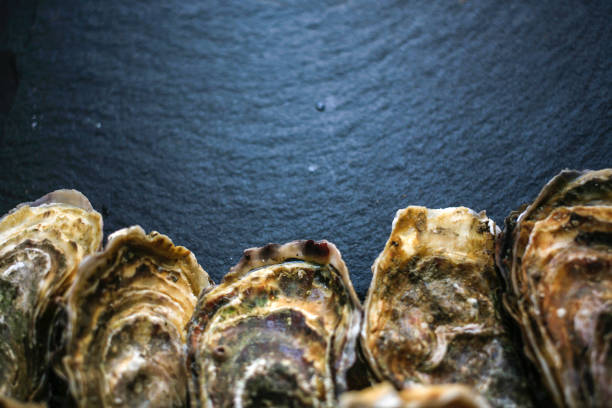 istock Fresh closed oysters on black background with copy place on the top 1155732911