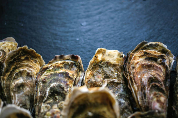 istock Fresh closed oysters on black background with copy place on the top 1155733085