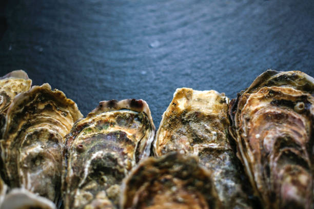 istock Fresh closed oysters on black background with copy place on the top 1155733087