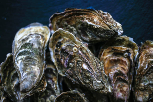 istock Fresh closed oysters on black background top view 1155733088
