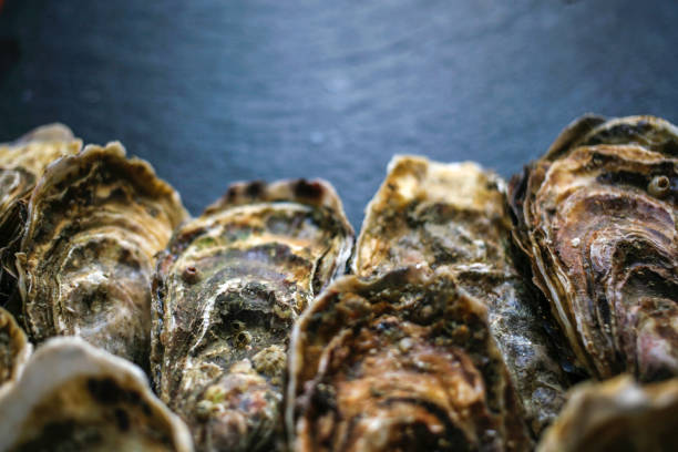 istock Fresh closed oysters on black background with copy place on the top 1155733159
