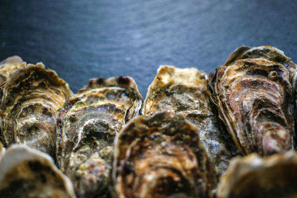 istock Fresh closed oysters on black background with copy place on the top 1155733163