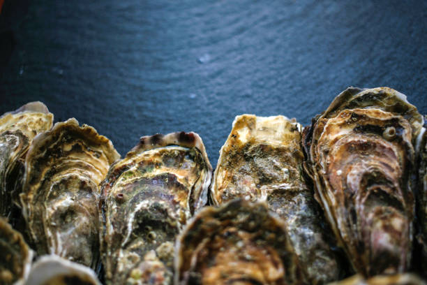 istock Fresh closed oysters on black background with copy place on the top 1155733220