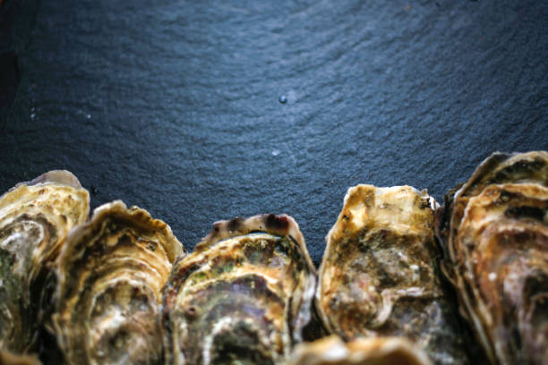 istock Fresh closed oysters on black background with copy place on the top 1155733380
