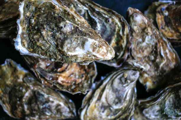 istock Fresh closed oysters from Cancale on black background top view 1155734001