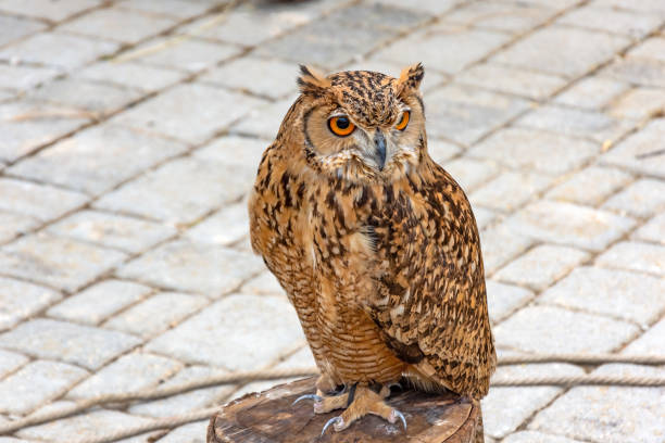 istock Handmade owl sitting on a wooden hemp. 1155734061