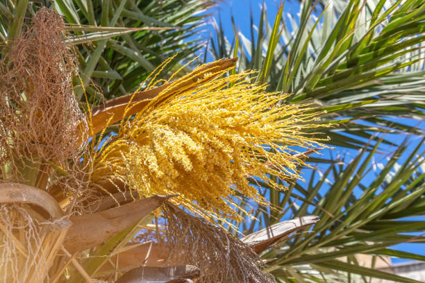 istock Blooming palm tree with yellow flowers. 1155734078