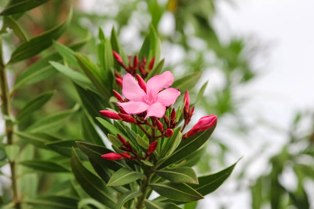 istock Nerium oleander in blooming in spring in Turkey 1155734154
