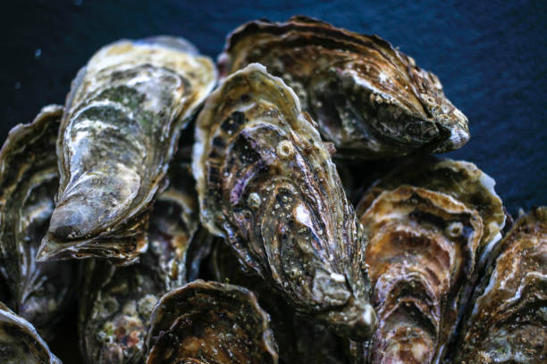 Fresh closed oysters on black background top view Fresh closed oysters on black background top view oyster photos stock pictures, royalty-free photos & images