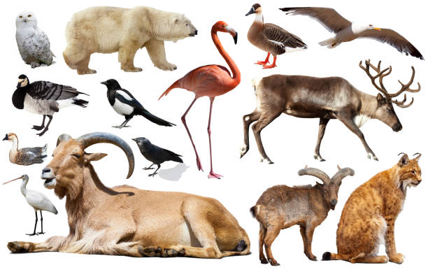 istock animal birds europe isolated 1155736469
