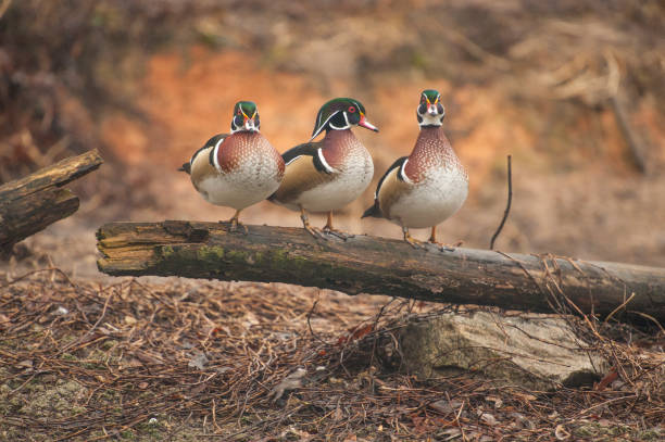 istock Wood duck swims sits on a wooden railing. 1155736885