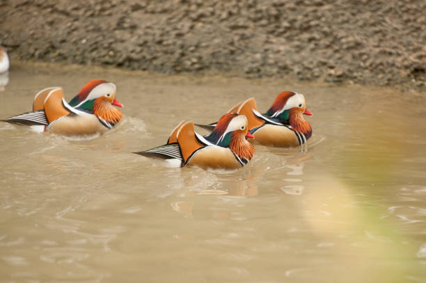 istock Three Mandarin ducks swim in a pond. 1155736905