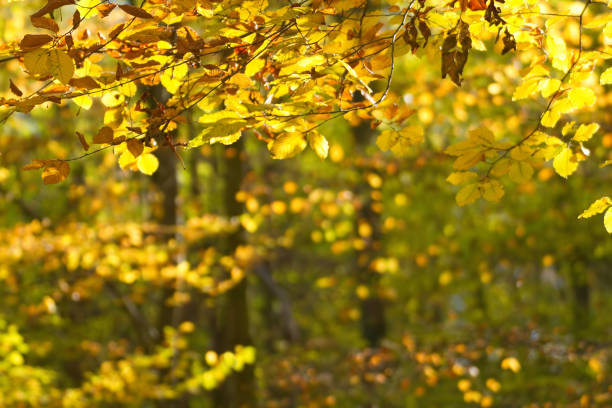 istock Forest trees with colorful leaves in autumn 1155736908