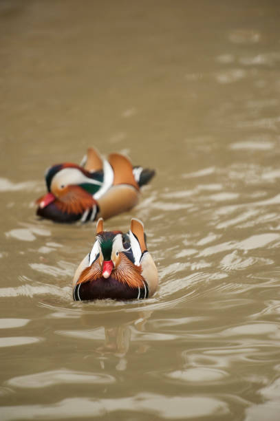 istock Two Mandarin ducks swim in a pond. 1155736917