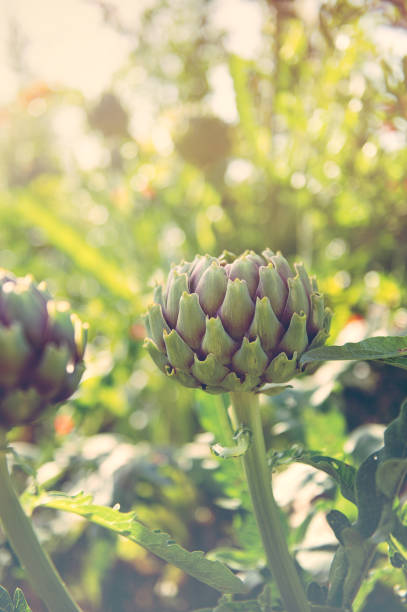 istock Cynara cardunculus Artichoke bud 1155737505
