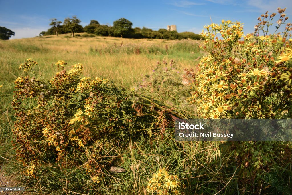 Hadleigh castle downs,sunny meadow in the foreground,England,Essex,United Kingdom. Summer time in the meadows and hills surrounding the distant castle, which was built after 1215 during the reign of Henry III,some 40 miles east of London near the River Thames. Ancient Stock Photo
