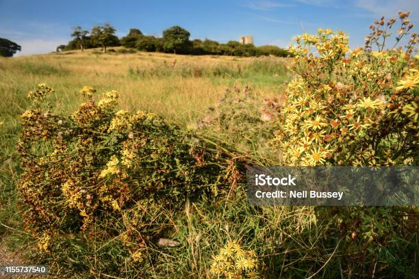 Hadleigh Castle Downs Sunny Meadow In The Foreground England Essex United Kingdom Stock Photo - Download Image Now