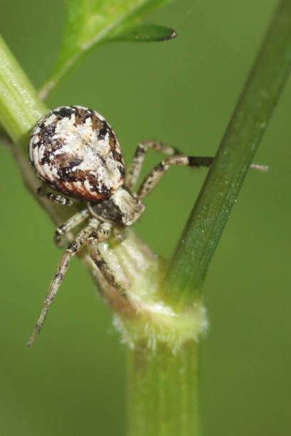istock Xysticus audax 1155737750