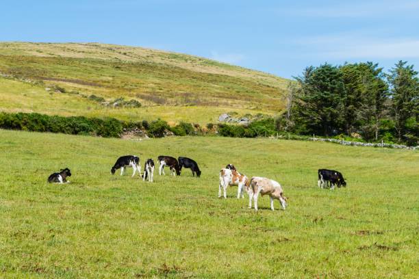 istock Many Calves on Pasture Ireland 1155738053