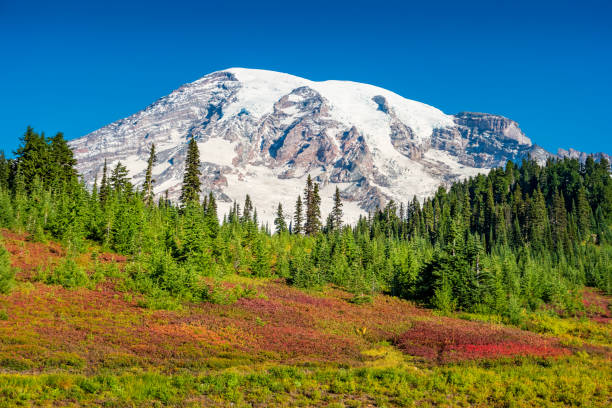 istock Mount Rainier at Paradise in Washington USA 1155738955