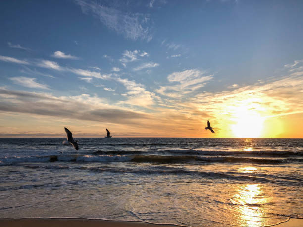 istock Gorgeous sunset over the pacific ocean in Venice, CA 1155740110