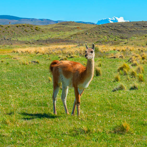 istock Guanaco in Torres del Paine, Chile 1155741057