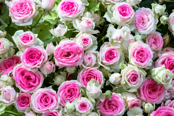 istock Ostrich with white pink roses 1155741484
