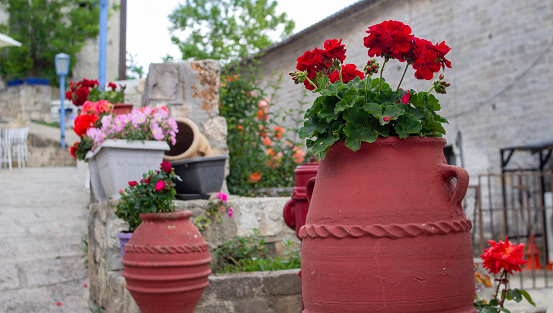 Red geraniums in bloom,in a terracotta plant holder.