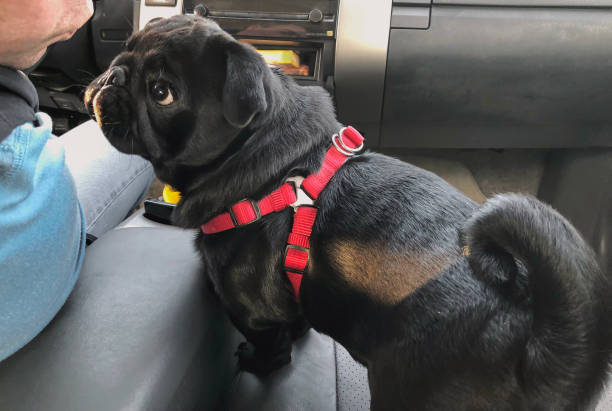 istock Black pug in the car. Pug sits next to the driver 1155742181
