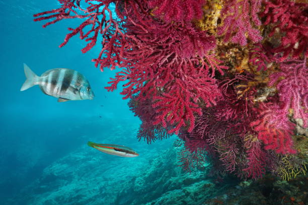 istock Gorgonian with fish underwater Mediterranean sea 1155742212