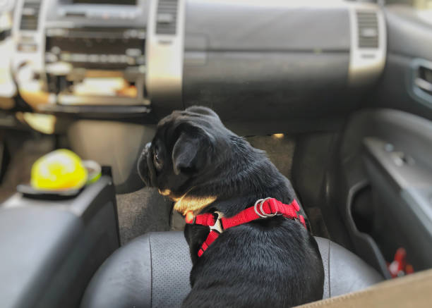 istock Black pug in the car. Pug sits next to the driver 1155742670