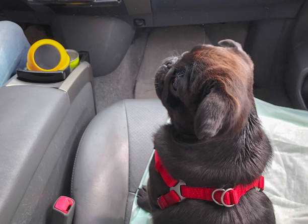istock Black pug in the car. Pug sits next to the driver 1155742784
