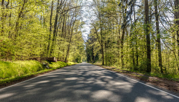 Country road on a sunny day in the beech forest