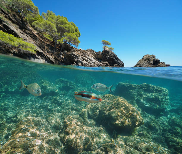 Mediterranean sea coast with fish underwater Spain Mediterranean sea rocky coast with fish underwater, split view above and below water surface, Spain, Costa Brava, Roses, Cala Rostella, Catalonia, Girona cap de creus stock pictures, royalty-free photos & images