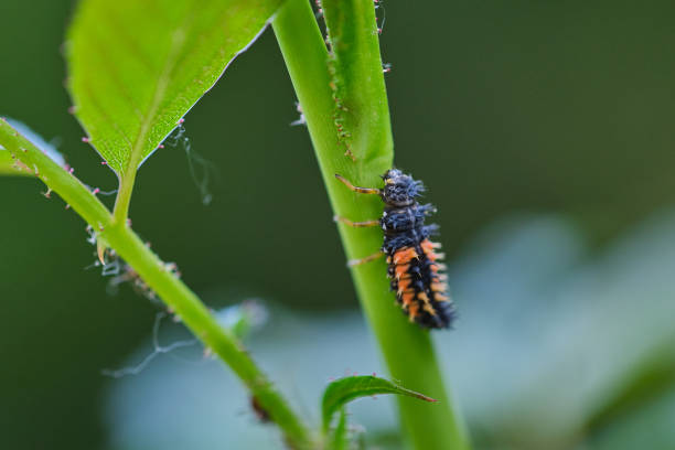 istock close up of a ladybird larva 1155749465