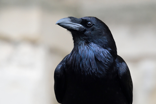 Close-up of a black crow perched on a tree branch.