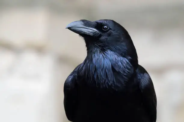 Close up portrait of a common raven (corvus corax)