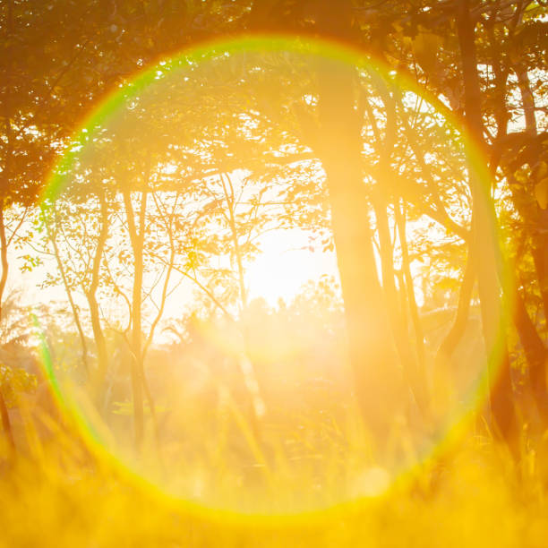 istock Magical sunset over a botany garden in summer. 1155749581