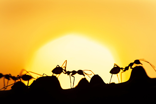 Magical scene of Green Ants walking in a vine on summer dusk, art shape of ants against golden sunset in the background. Social communication concept.