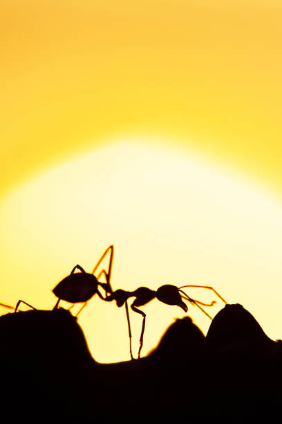 istock Green Ants walking in a vine at sunset. 1155750585